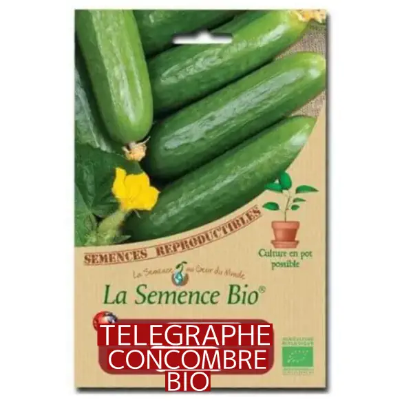 Concombre Telegraphe Bio - Sachet de 5G